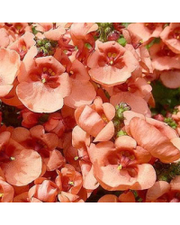 Diascia Flying Deep Salmon
