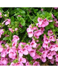 Diascia Flying Light Pink