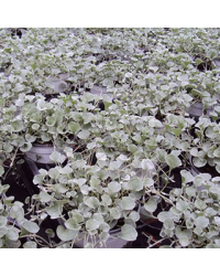 Dichondra Silverfalls