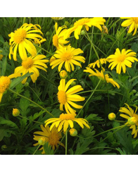 Euryops Sunshine