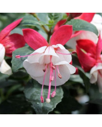 Fuchsia Aretes Upright Arroyo Grande