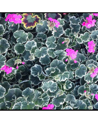 Geranium Zonal panaché Mme Salleron rose