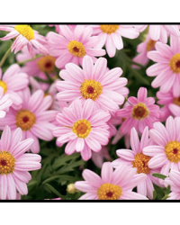 Anthemis Molimba M Pink
