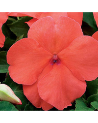 Impatiens Xtreme Salmon Imp