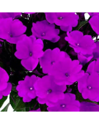 Impatiens De Nouvelle Guinee Paradise Manado