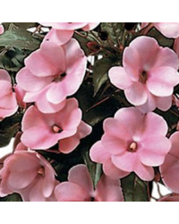 Impatiens De Nouvelle Guinee Paradise Coiba
