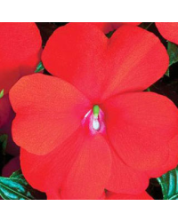 Impatiens De Nouvelle Guinee Sonic Scarlet