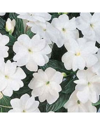 Impatiens De Nouvelle Guinee Sonic White