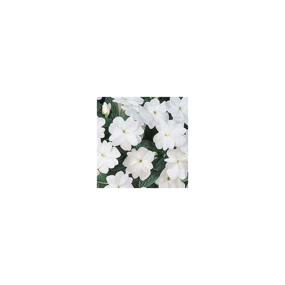 Impatiens De Nouvelle Guinee Sonic White