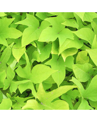 Ipomee Feuillage Sweet Caroline Green