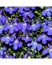Lobelia Erinus Rapid
