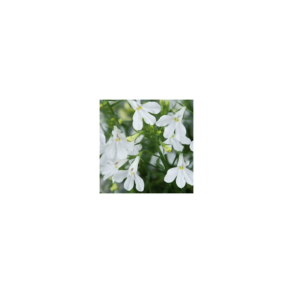 Lobelia Retombant Anabel Snow White