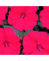 Impatiens Sunpatiens Compact Deep Rose Magenta