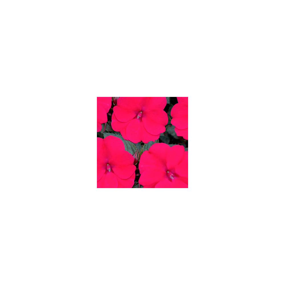 Impatiens Sunpatiens Compact Deep Rose Magenta