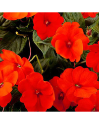 Impatiens Sunpatiens Compact Orange