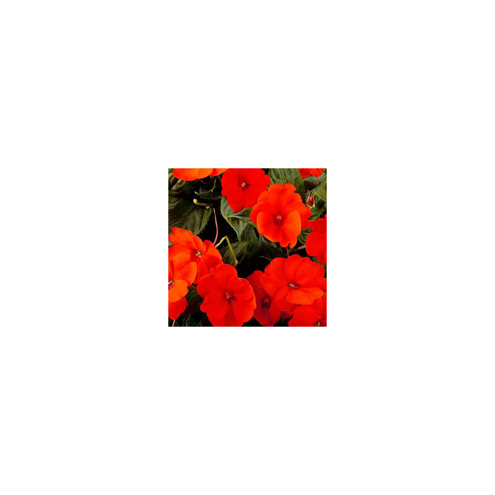 Impatiens Sunpatiens Compact Orange