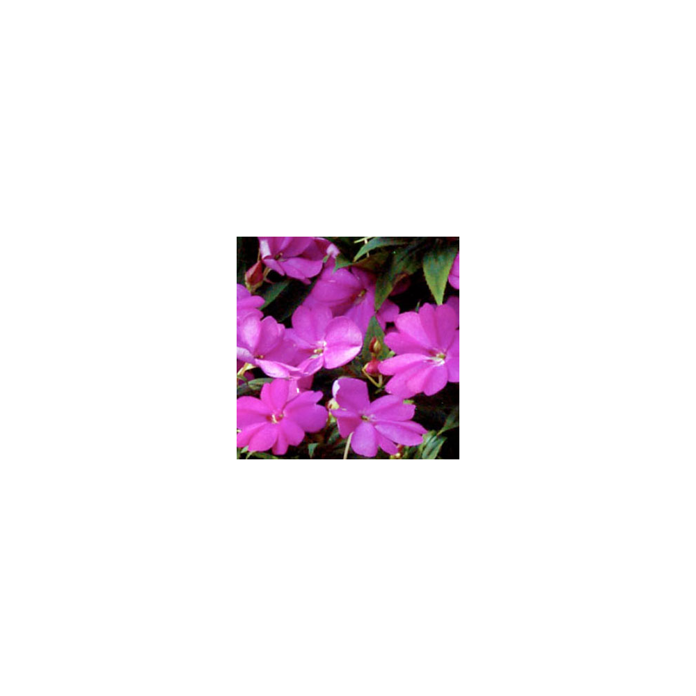 Impatiens Sunpatiens Compact Lilac