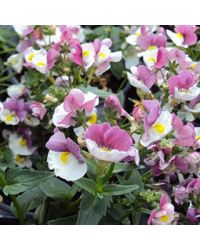 Nemesia Droit Nuvo Purple Bicolore