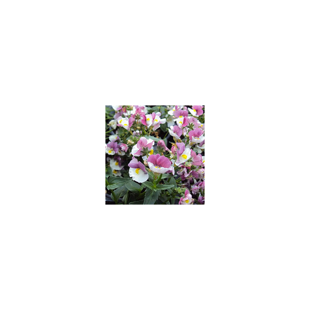 Nemesia Droit Nuvo Purple Bicolore