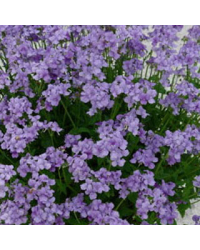 Nemesia Retombant Blue Lagoon