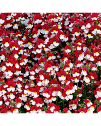 Nemesia Retombant Sunsatia Cherry On Ice