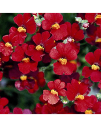 Nemesia Retombant Sunsatia Plus Granada