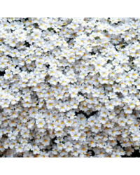 Nemesia Retombant Sunsatia Plus Anona
