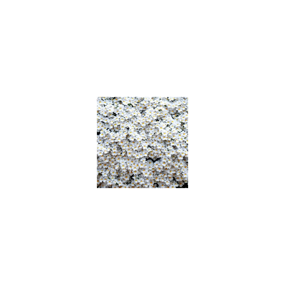 Nemesia Retombant Sunsatia Plus Anona