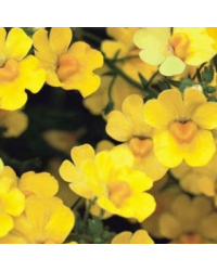 Nemesia Retombant Sunsatia Pomelo