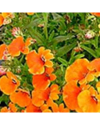 Nemesia Retombant Sunsatia Plus Clementine