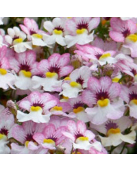 Nemesia Retombant Sunsatia Plus Lychee