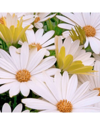 Osteospermum Voltage White