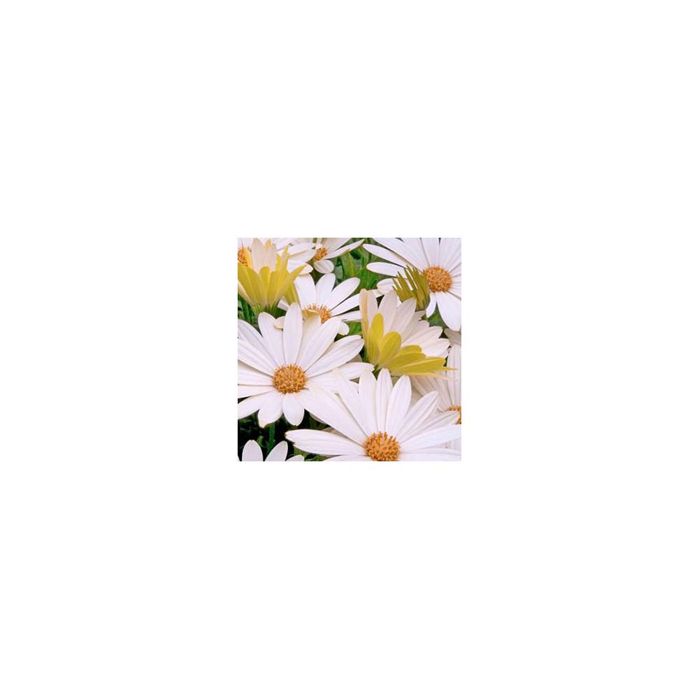 Osteospermum Voltage White