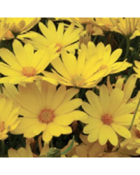 Osteospermum Voltage Yellow