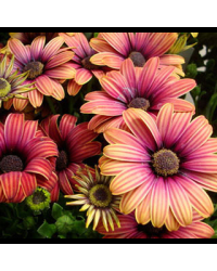 Osteospermum Astra Outback Purple
