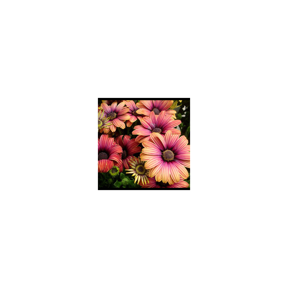 Osteospermum Astra Outback Purple