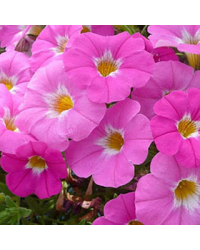 Petunia Petchoa Pink Ice