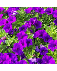 Petunia Droit Granada Pacta Parade Blue