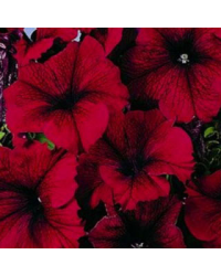 Petunia Droit Granada Pacta Parade Burgundy