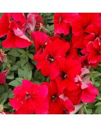 Petunia Droit Granada Pacta Parade Red