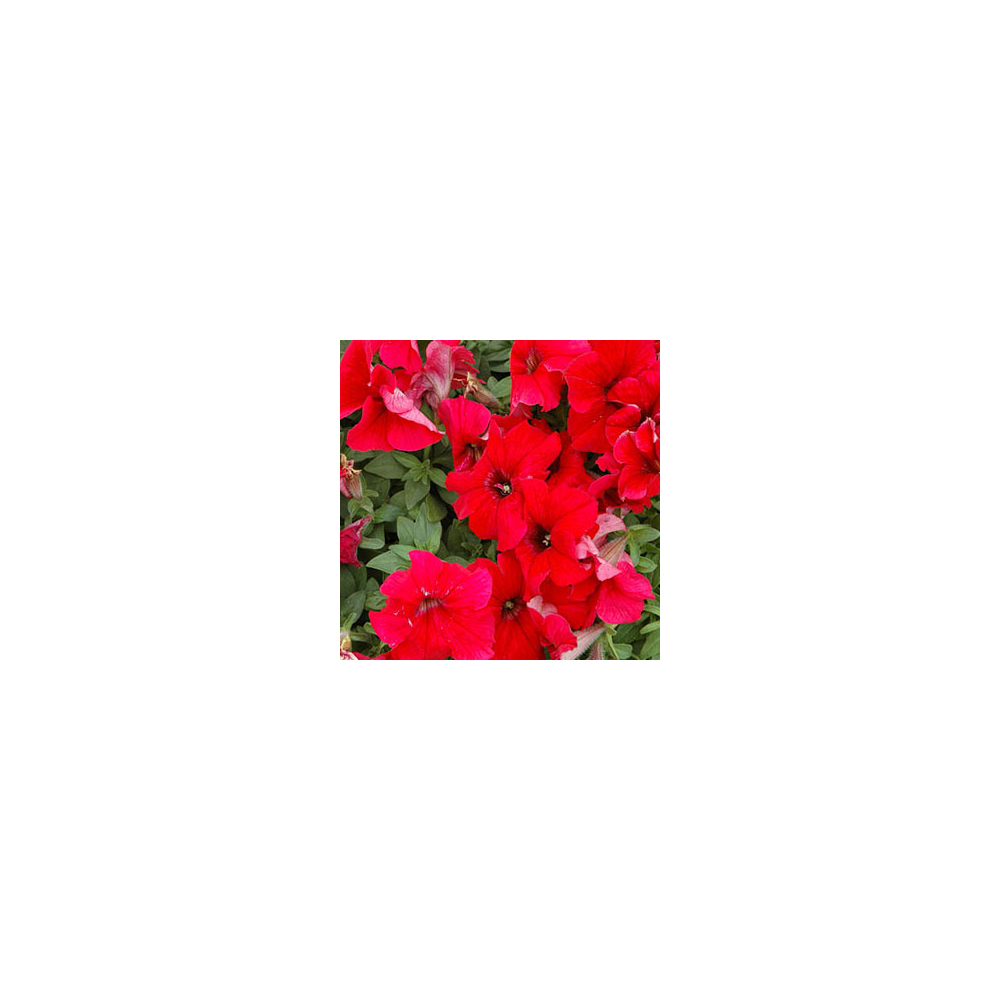 Petunia Droit Granada Pacta Parade Red