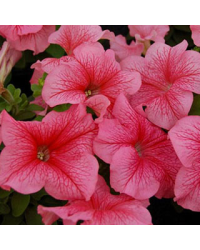Petunia Droit Parade Red Vein