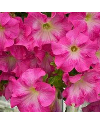 Petunia Fanfare Cherry Blossom