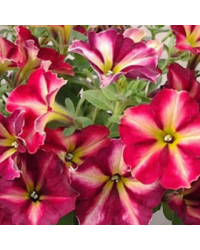 Petunia Collection Mystical Cha-Ching Cherry