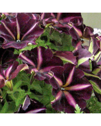 Petunia Mystical Merlin Velvet White