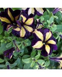 Petunia Mystical Phantom (Noir Et Jaune)