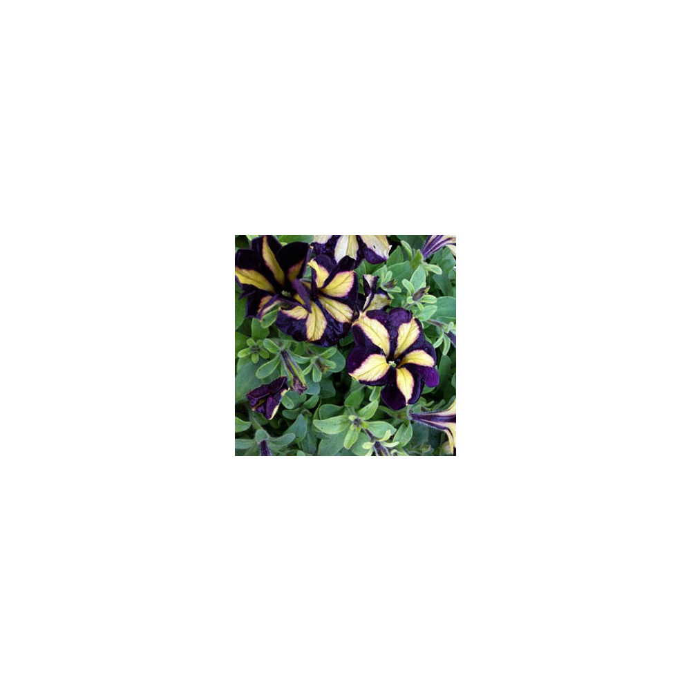 Petunia Mystical Phantom (Noir Et Jaune)