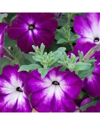Petunia Sanguna Twirl Dark Blue