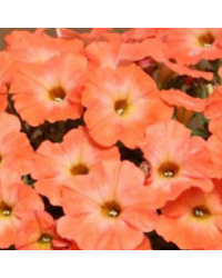 Petunia Sanguna Salmon