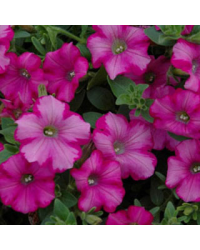 Petunia Surfinia Raspberry Blast